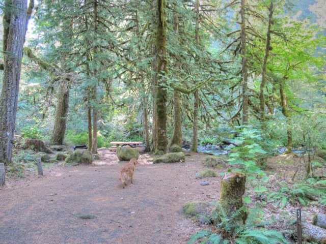 Ripplebrook Campground Site#3