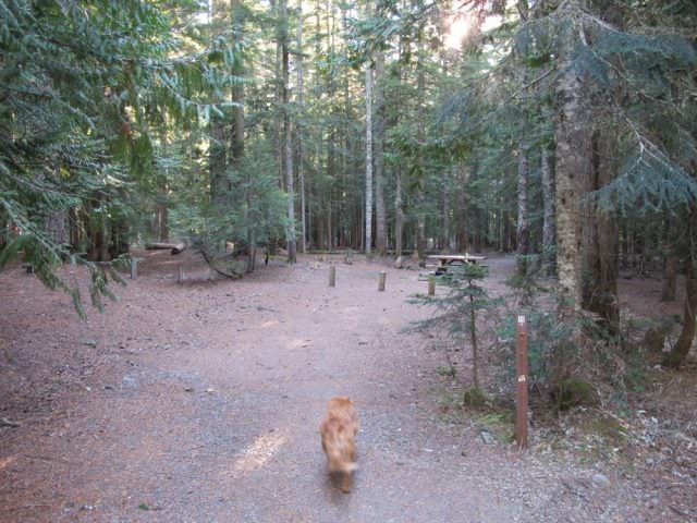 Still Creek Campground Site#10
