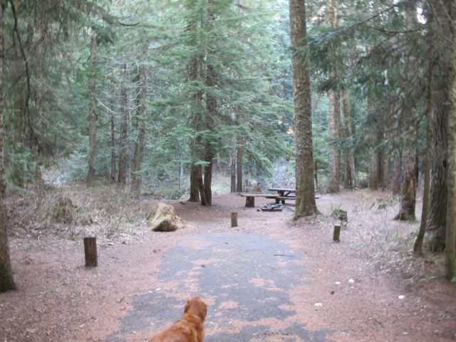 Still Creek Campground Site#16