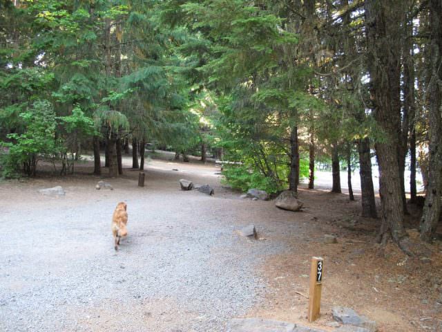 Hoodview Campground Site #37