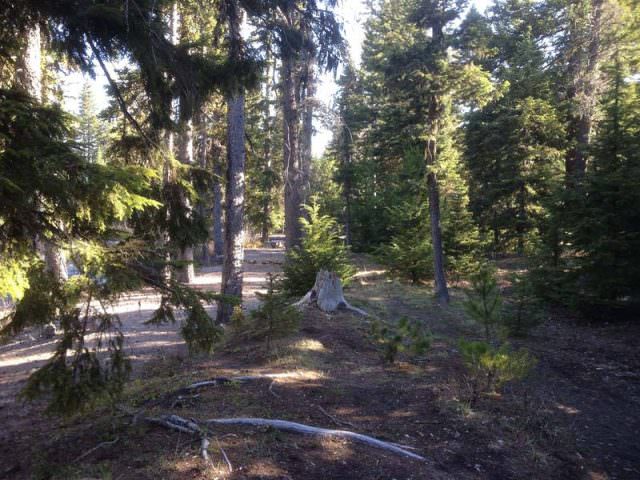 This trees allow for privacy
