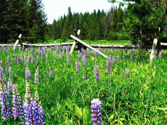 Little Crater Lake Fence