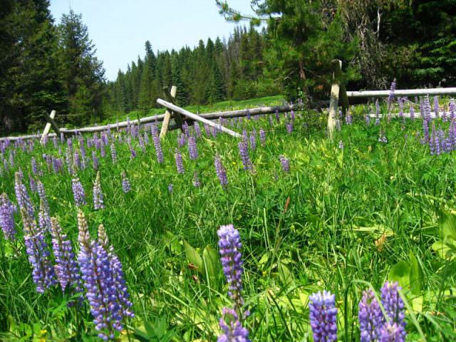Little Crater Lake Flower Field