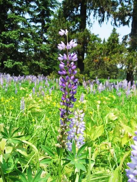 Little Crater Lake Flowers