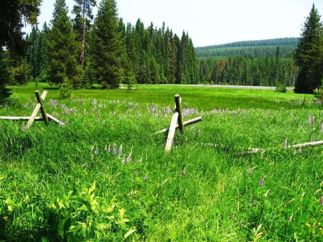 Little Crater Lake Meadow