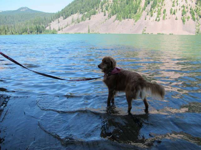 Dog in Dog Lake