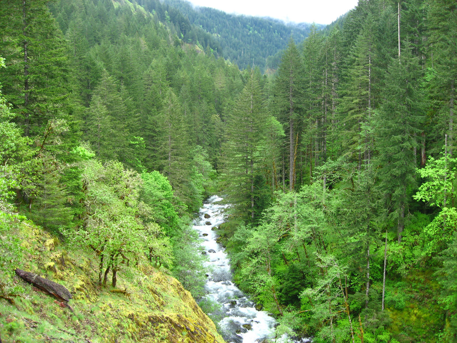 Read more about the article Eagle Creek to Tunnel Falls Hike