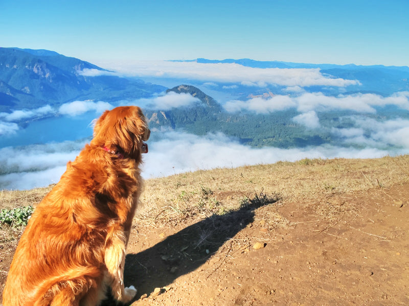 Read more about the article Dog Mountain Hike – Columbia River Gorge