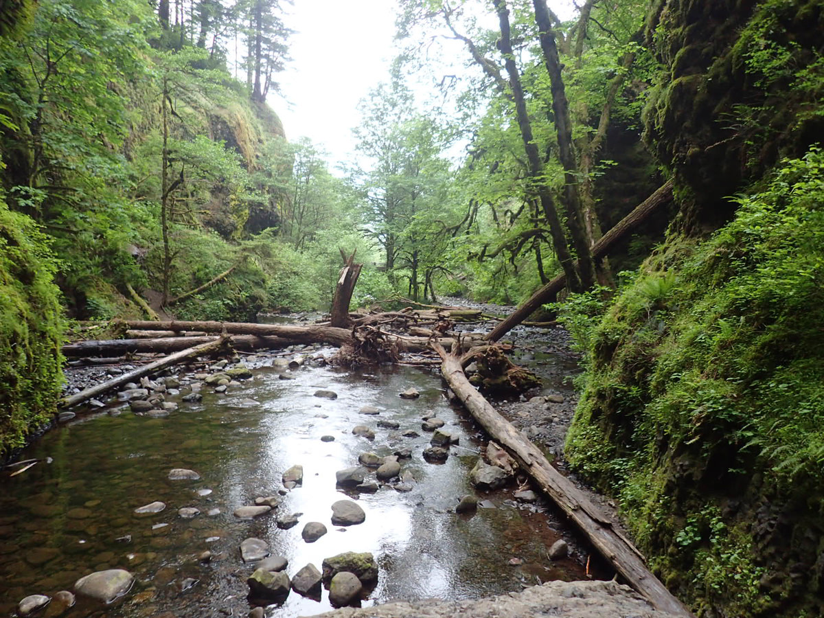 Oneonta Oregon Hiking up the Oneonta Creek