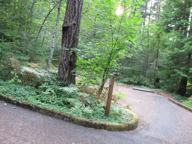 Cove Creek Campground Site#14