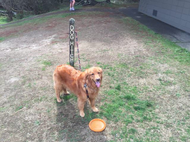 Dog Hitch Outside of Restrooms