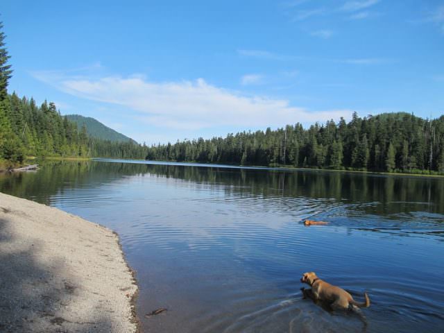 Dogs in Elk Lake