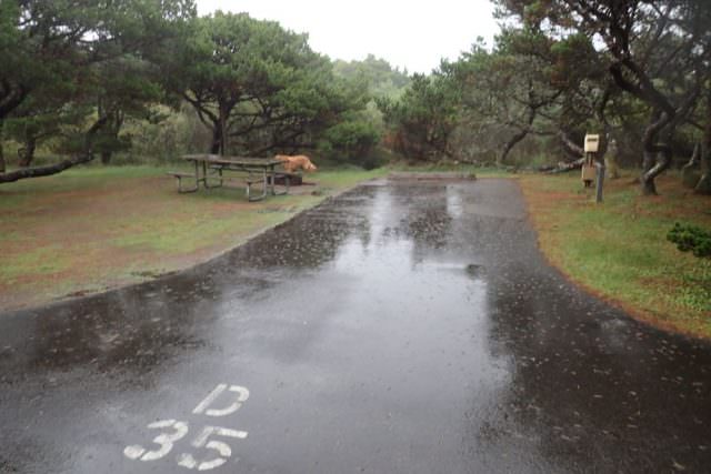 Nehalem Bay Campground Site# D35