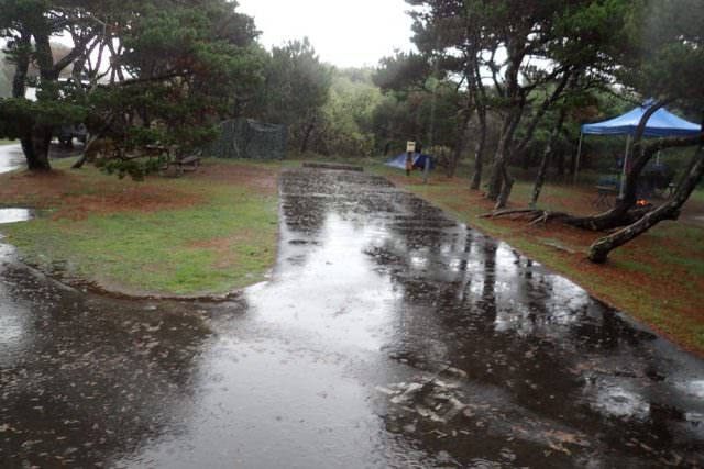 Nehalem Bay Campground Site# D49