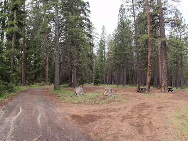 Jack Creek campground open space site Campsite with big trees and open space