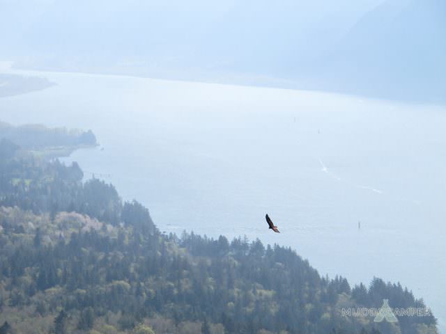 View of river and bird