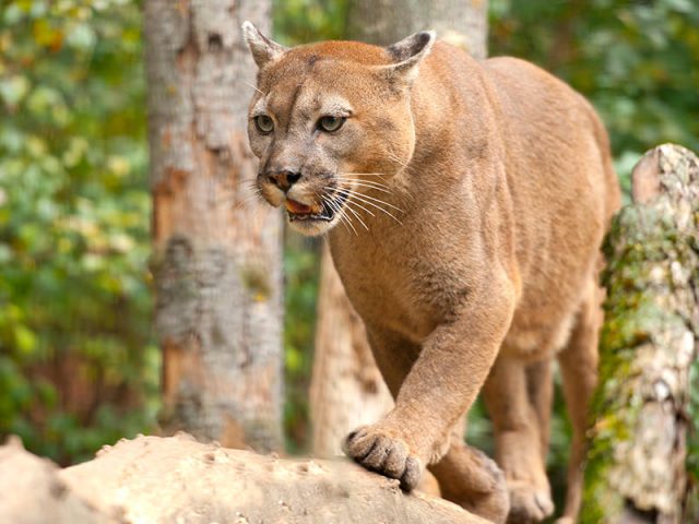 Read more about the article Should I be Worried about Cougars?